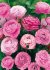 Ранункулюс Авив Роуз (Ranunculus Aviv Rose=Pink), 15 шт (разбор 7/8)