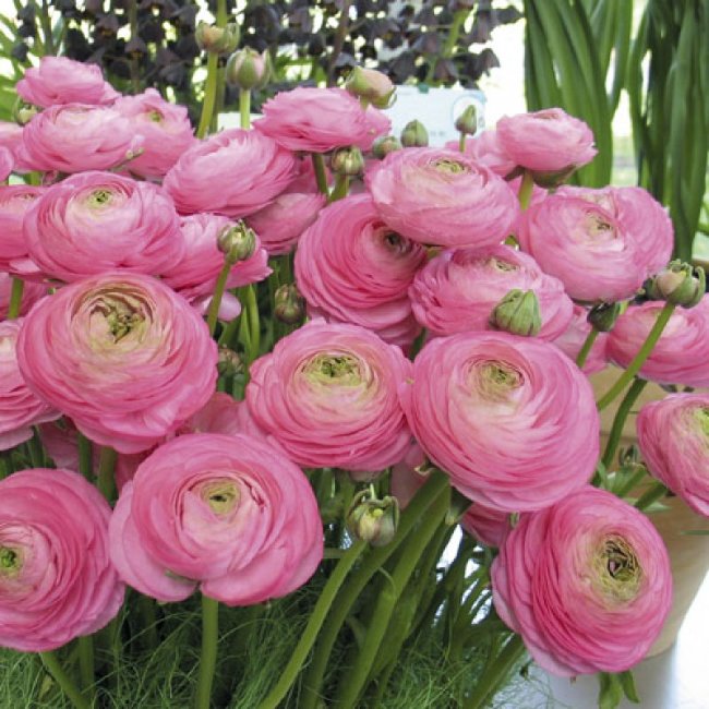 Ранункулюс Авив Роуз (Ranunculus Aviv Rose=Pink), 15 шт (разбор 7/8)