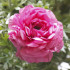 Ранункулюс азиатский Авив Пинк (Ranunculus Aviv Rose=Pink), 15 шт (разбор 7/8)