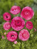 Ранункулюс азиатский Авив Пинк (Ranunculus Aviv Rose=Pink), 15 шт (разбор 7/8)