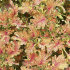 Колеус Бронзовые кудри, 10 шт семян