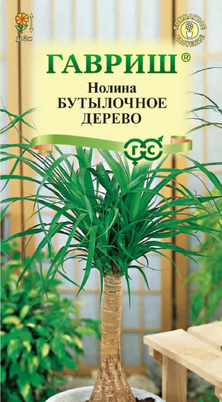 Купить нолина бутылочное дерево, 3 шт семян по цене 51 руб. в интернет  магазине 