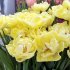 Тюльпан Авант Гард (Tulipa Avant Garde), 10 шт (разбор 11/12)