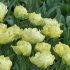 Тюльпан Авант Гард (Tulipa Avant Garde), 10 шт (разбор 11/12)
