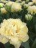 Тюльпан Авант Гард (Tulipa Avant Garde), 10 шт (разбор 11/12)
