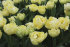 Тюльпан Авант Гард (Tulipa Avant Garde), 10 шт (разбор 11/12)