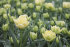 Тюльпан Авант Гард (Tulipa Avant Garde), 10 шт (разбор 11/12)