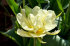 Тюльпан Авант Гард (Tulipa Avant Garde), 10 шт (разбор 11/12)