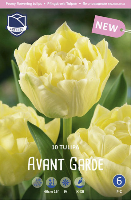 Тюльпан Авант Гард (Tulipa Avant Garde), 10 шт (разбор 11/12)