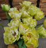 Тюльпан Авант Гард (Tulipa Avant Garde), 10 шт (разбор 11/12)