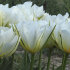 Тюльпан Экзотик Имперор (Tulipa Exotic Emperor), 10 шт (разбор 12/14)