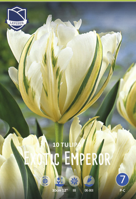 Тюльпан Экзотик Имперор (Tulipa Exotic Emperor), 10 шт (разбор 12/14)