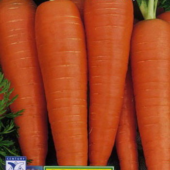 Морковь Витаминная 6 (драже), 300 шт