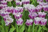 Тюльпан Овиедо (Tulipa Oviedo), 10 шт (разбор 12/14)