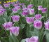 Тюльпан Овиедо (Tulipa Oviedo), 10 шт (разбор 12/14)