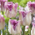 Тюльпан Овиедо (Tulipa Oviedo), 10 шт (разбор 12/14)
