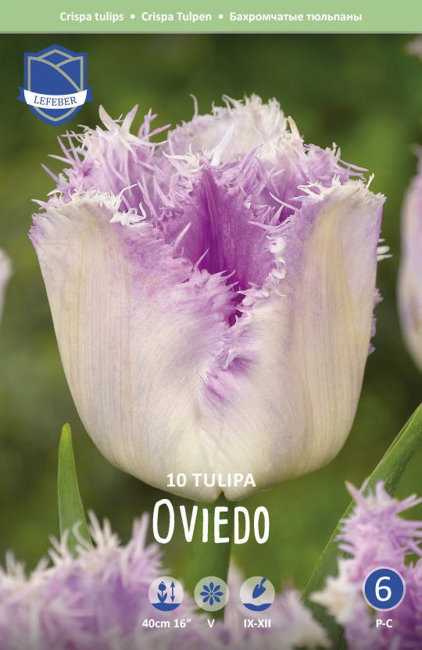 Тюльпан Овиедо (Tulipa Oviedo), 10 шт (разбор 12/14)