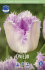 Тюльпан Овиедо (Tulipa Oviedo), 10 шт (разбор 12/14)