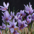 Крокус Сативус (шафран) (Crocus Sativus), 15 шт (разбор 9/10)