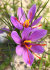 Крокус Сативус (шафран) (Crocus Sativus), 15 шт (разбор 9/10)