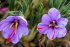 Крокус Сативус (шафран) (Crocus Sativus), 15 шт (разбор 9/10)