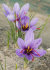 Крокус Сативус (шафран) (Crocus Sativus), 15 шт (разбор 9/10)