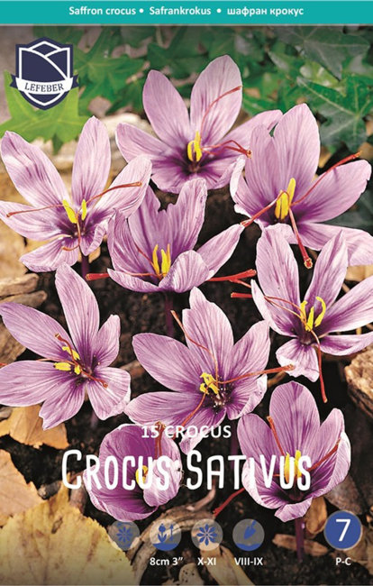 Крокус Сативус (шафран) (Crocus Sativus), 15 шт (разбор 9/10)