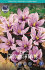 Крокус Сативус (шафран) (Crocus Sativus), 15 шт (разбор 9/10)