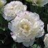 Тюльпан Денслайн (Tulipa Danceline), 5 шт (разбор 12/14)
