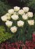 Тюльпан Денслайн (Tulipa Danceline), 5 шт (разбор 12/14)