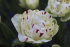 Тюльпан Денслайн (Tulipa Danceline), 5 шт (разбор 12/14)