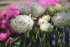 Тюльпан Денслайн (Tulipa Danceline), 5 шт (разбор 12/14)