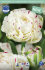 Тюльпан Денслайн (Tulipa Danceline), 5 шт (разбор 12/14)