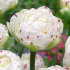 Тюльпан Денслайн (Tulipa Danceline), 5 шт (разбор 12/14)
