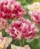Тюльпан Кул Кристал (Tulipa Cool Crystal), 5 шт (разбор 12/14)