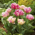 Тюльпан Кул Кристал (Tulipa Cool Crystal), 5 шт (разбор 12/14)