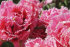 Тюльпан Кул Кристал (Tulipa Cool Crystal), 5 шт (разбор 12/14)