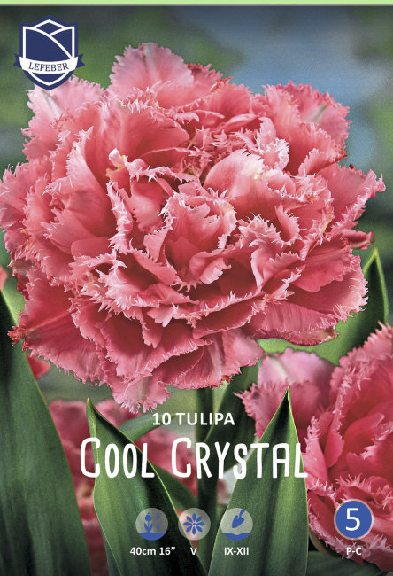 Тюльпан Кул Кристал (Tulipa Cool Crystal), 5 шт (разбор 12/14)