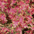 Колеус Розовые кудри, 10 шт семян