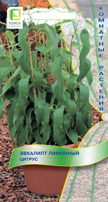 Эвкалипт лимонный Цитрус, 5 шт семян
