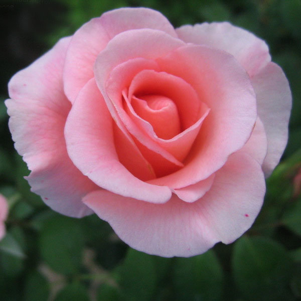 Роза фламинго фото и описание