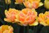 Тюльпан Фокси Фокстрот (Tulipa Foxy Foxtrot), 10 шт (разбор 11/12)
