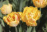 Тюльпан Фокси Фокстрот (Tulipa Foxy Foxtrot), 10 шт (разбор 11/12)