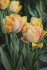 Тюльпан Фокси Фокстрот (Tulipa Foxy Foxtrot), 10 шт (разбор 11/12)