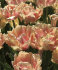 Тюльпан Фокси Фокстрот (Tulipa Foxy Foxtrot), 10 шт (разбор 11/12)