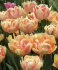 Тюльпан Фокси Фокстрот (Tulipa Foxy Foxtrot), 10 шт (разбор 11/12)