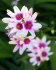 Иксия смесь (Ixia hybrids Mixed), 25 шт (разбор 5/6)
