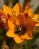 Иксия смесь (Ixia hybrids Mixed), 25 шт (разбор 5/6)