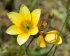 Иксия смесь (Ixia hybrids Mixed), 25 шт (разбор 5/6)