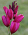 Иксия смесь (Ixia hybrids Mixed), 25 шт (разбор 5/6)